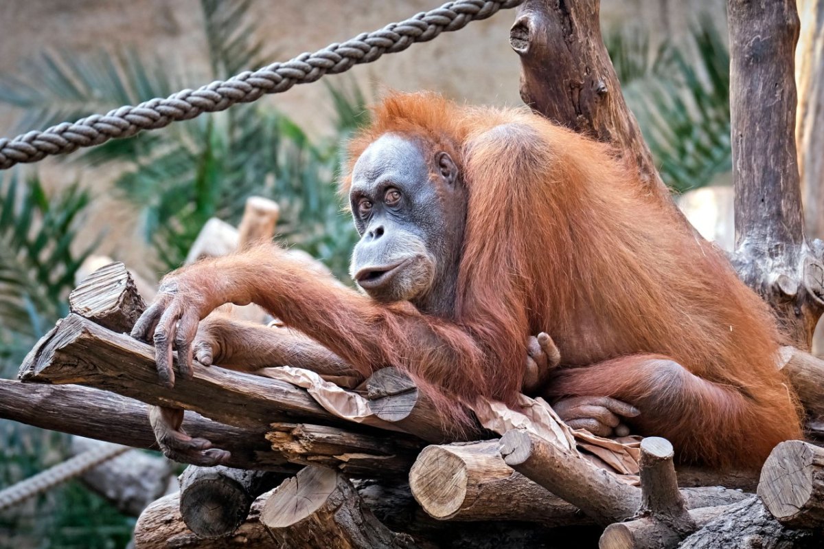 Orang Utan.jpg