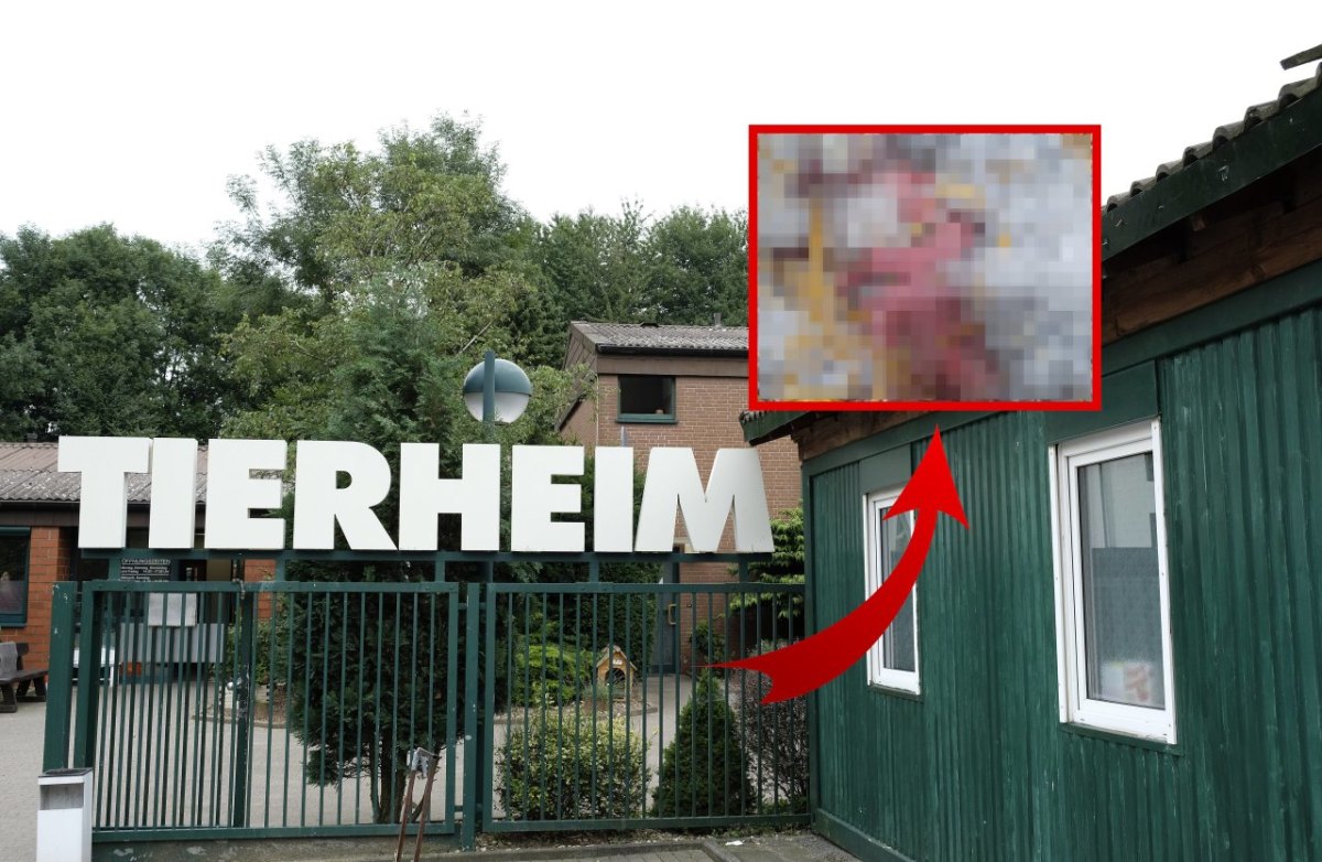 Tierheim Bochum-Tierbabys.jpg