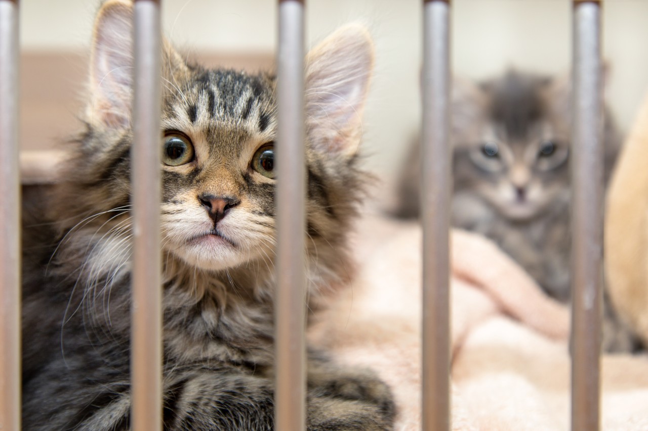 Im Tierheim Bergheim häufig sich grade traurige Katzen-Schicksale (Symbolfoto).