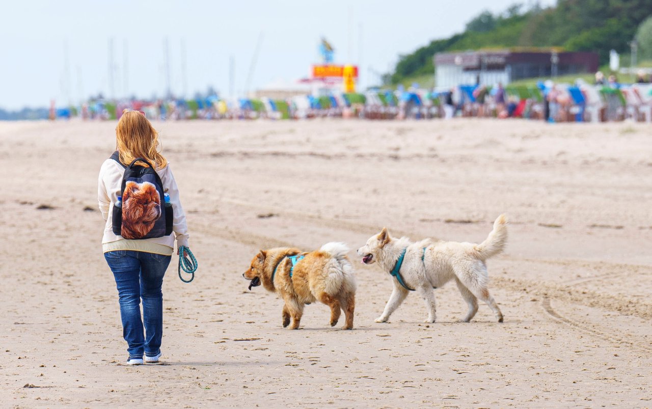 Urlaub mit Hund: So bereitest du dich richtig vor!