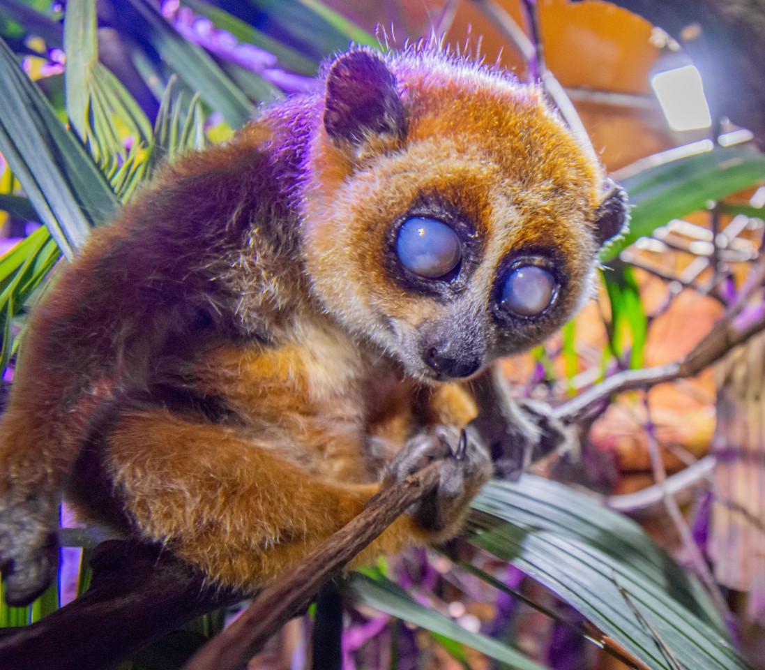 Im Zoo Dortmund lebt jetzt die fast blinde Rosi.