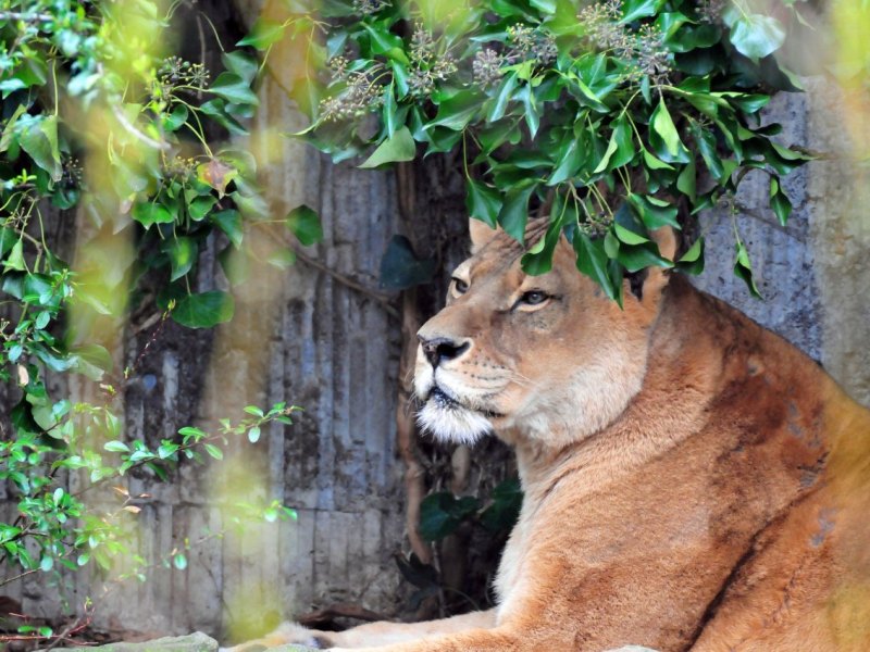 Zoo_Münster.jpg