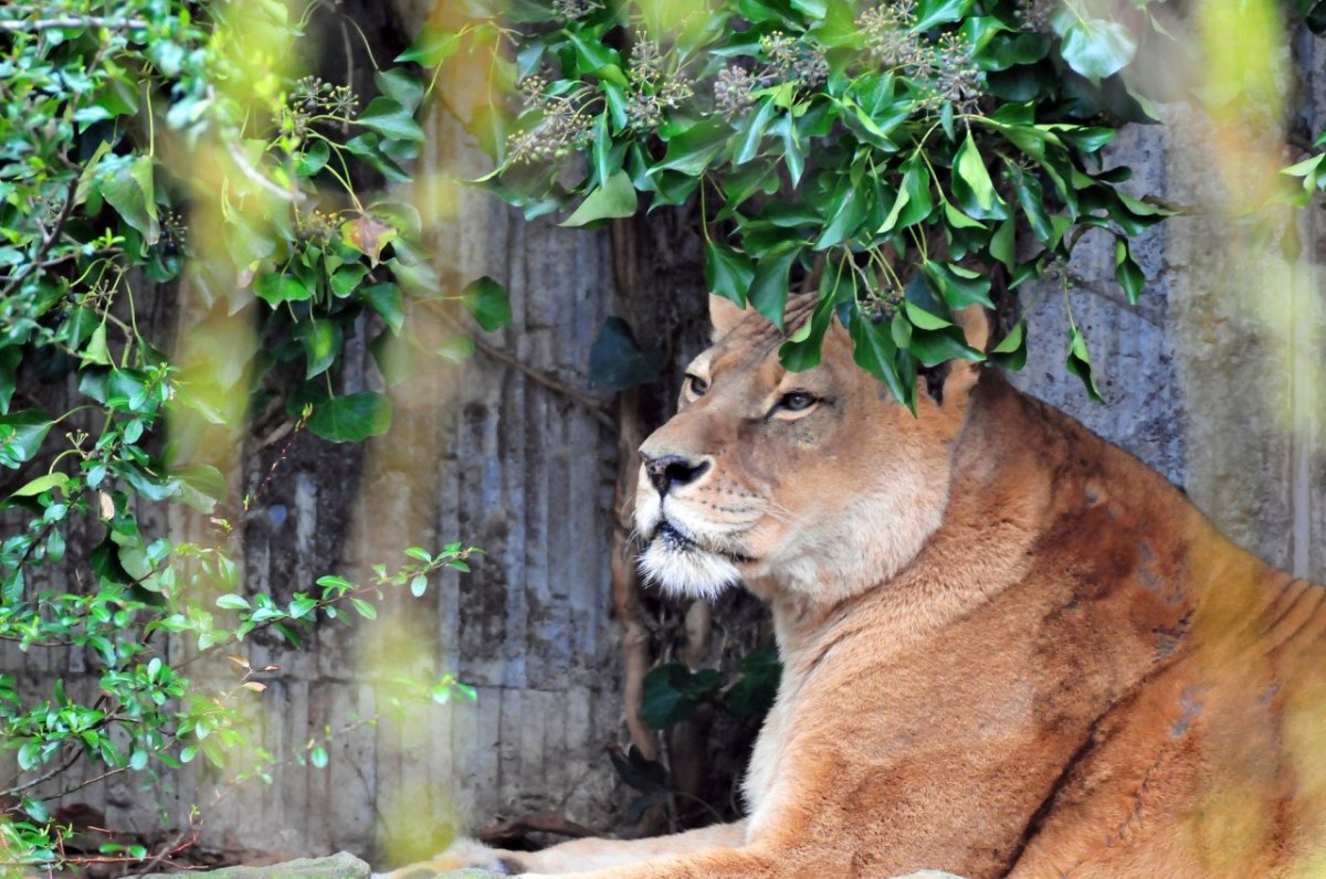 Zoo_Münster.jpg