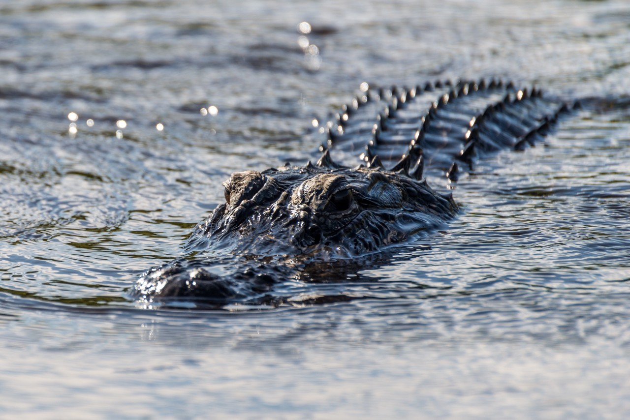 Ein Mann aus Mexiko heiratet einen Alligator. Dahinter steckt eine irre Tradition. (Symbolbild)