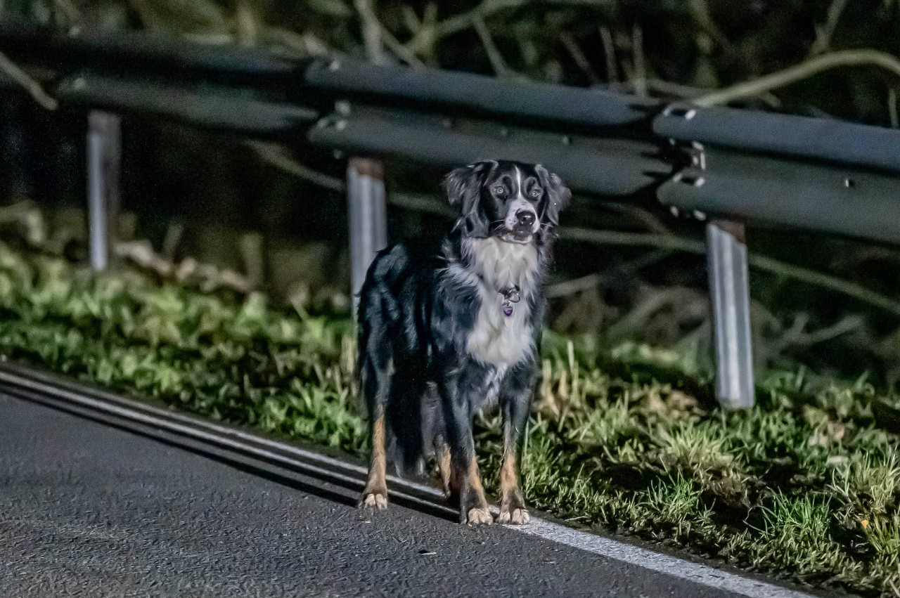 Drei Wochen lang war der blinde Hund Lulu verschwunden. Nun ist die Familie wieder vereint. (Symbolbild)