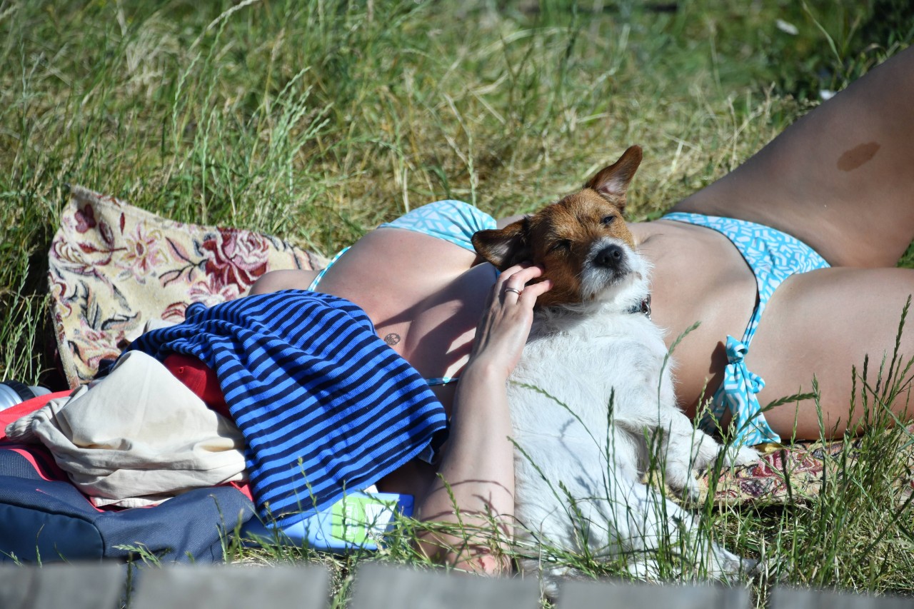 Ein Hund hat einen 8-Jährigen richtig übel zugerichtet. So sehr, das selbst die Polizei schockiert ist. (Symbolbild)