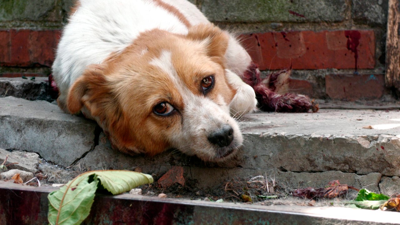 Was dieser Hund aus Kassel durchmachen musste, während sein Halter verreist war, ist einfach nur bestürzend. (Symbolbild)