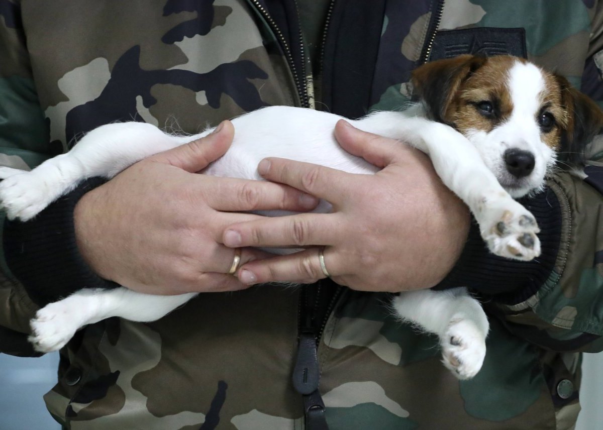 hund-in-essen-giftköder.jpg