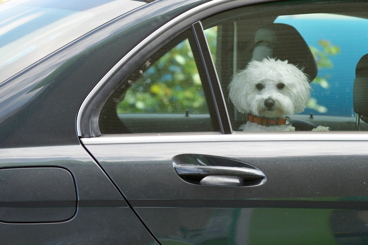 Ein Hund in NRW wurde bei 36 Grad einfach im verschlossenen Auto zurückgelassen. (Symbolbild)