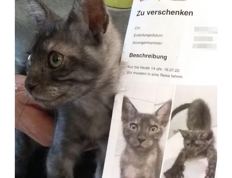 tierheim-bergheim-katze-ebay1.png
