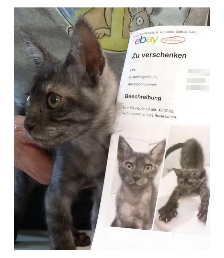 tierheim-bergheim-katze-ebay1.png