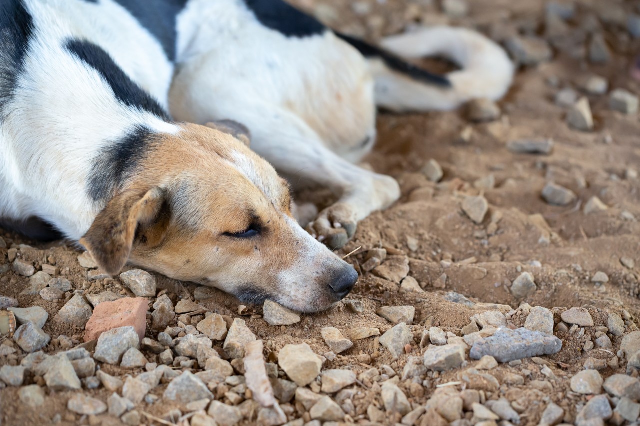 Ein Hund in Paraguay musste kürzlich qualvoll verenden. (Symbolbild)