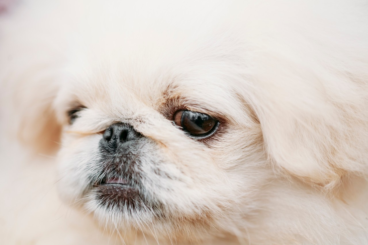 Ein Hund wurde von einem unbekannten Tierquäler in einer gefährlichen Lage zurückgelassen. (Symbolbild) 