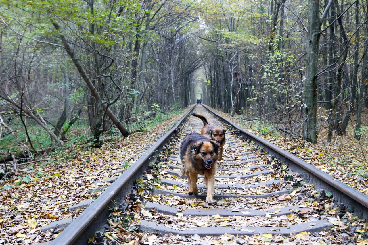 Nachdem ein Mann und seine Hunde aus Großbritannien Gleise überquert haben, sind sie gerade noch so mit dem Leben davongekommen. (Symbolbild)