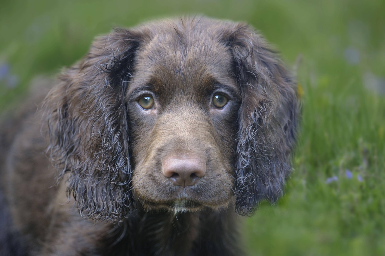 Ein Hund aus England musste höllische Schmerzen über sich ergehen lassen. (Symbolbild)