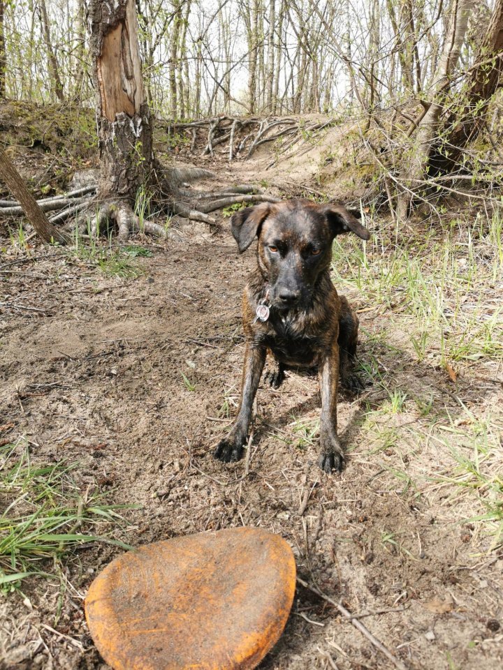 Hund Bochum