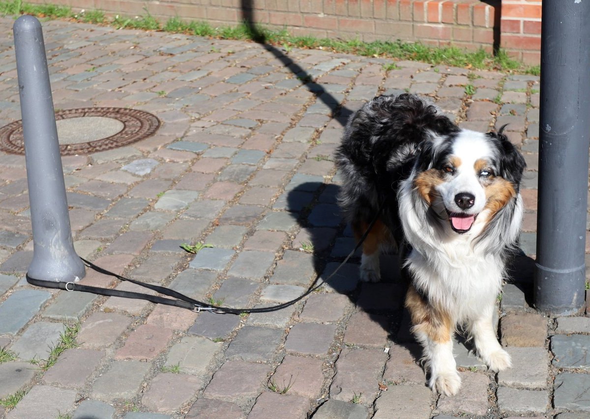 Hund Duisburg ausgesetzt