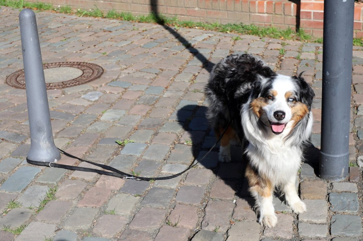 Hund Duisburg ausgesetzt