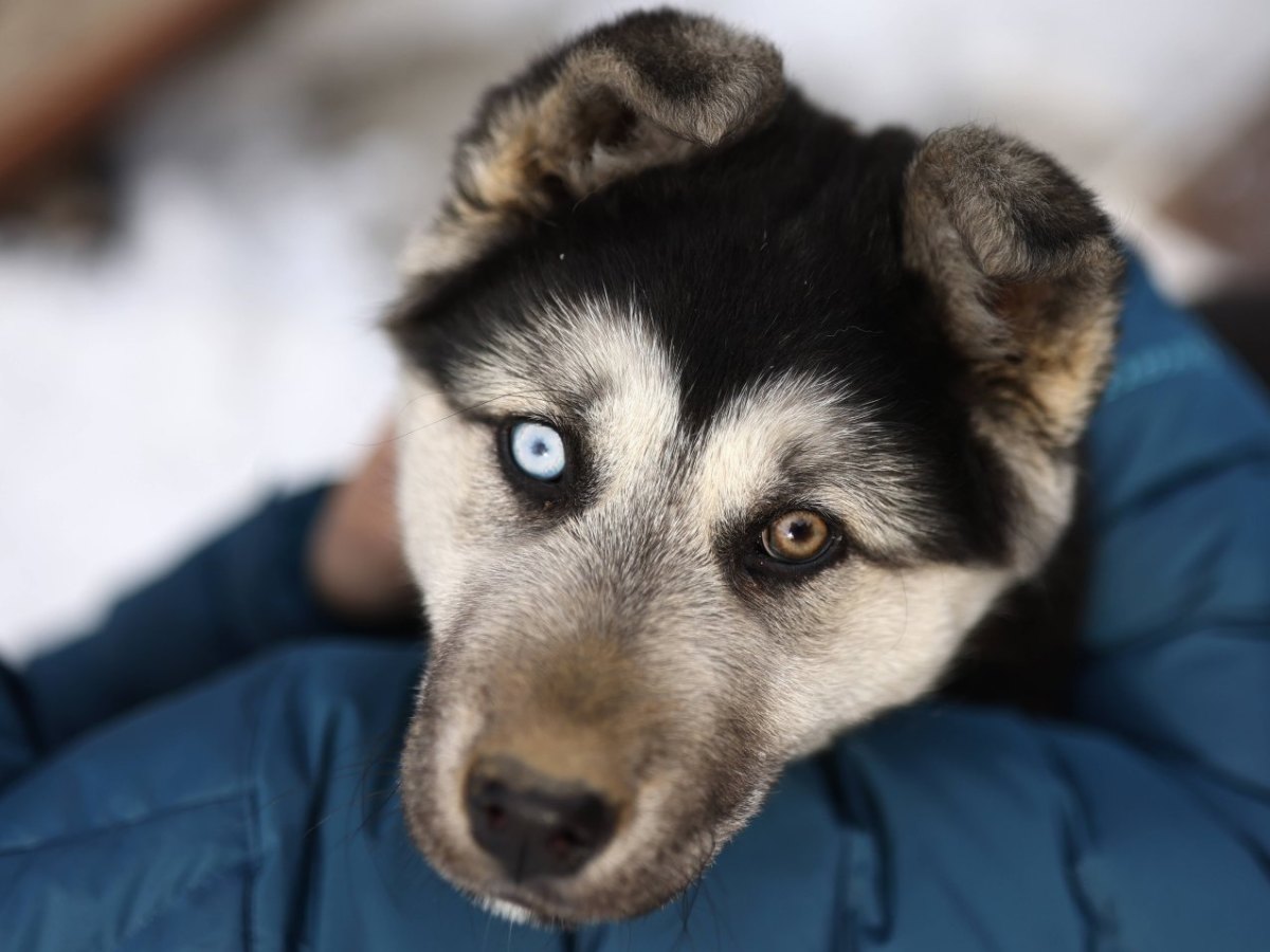 Hund-Gelsenkirchen