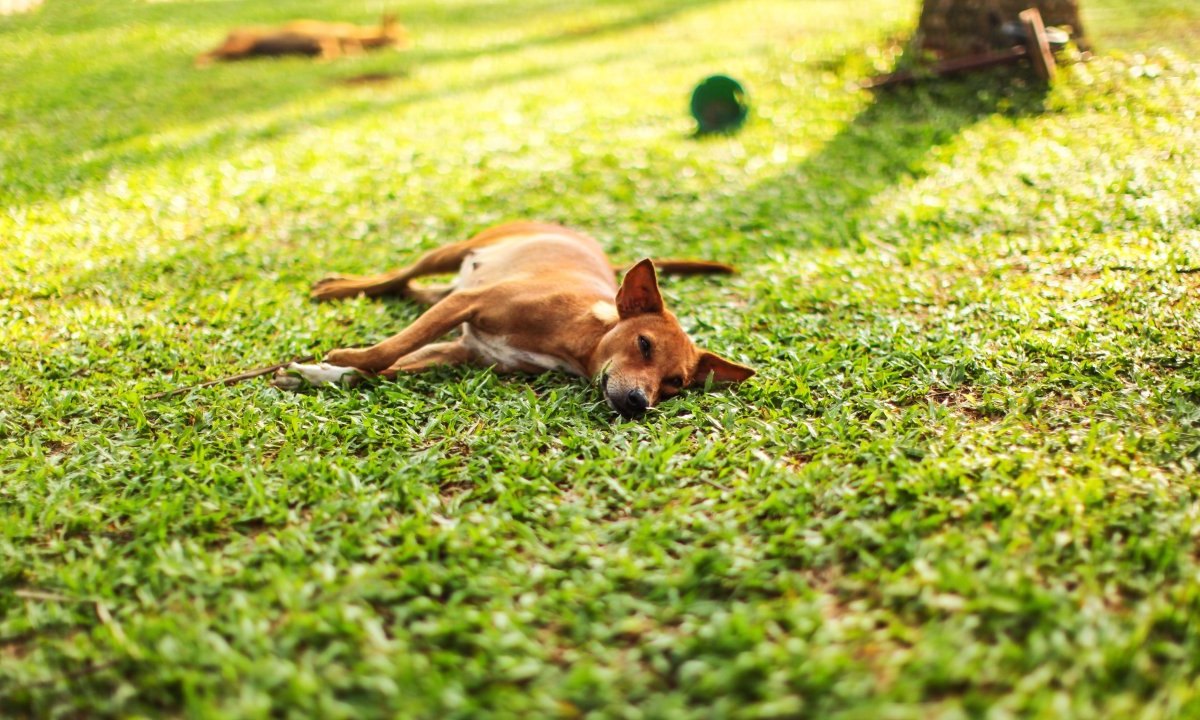 Hund-Park