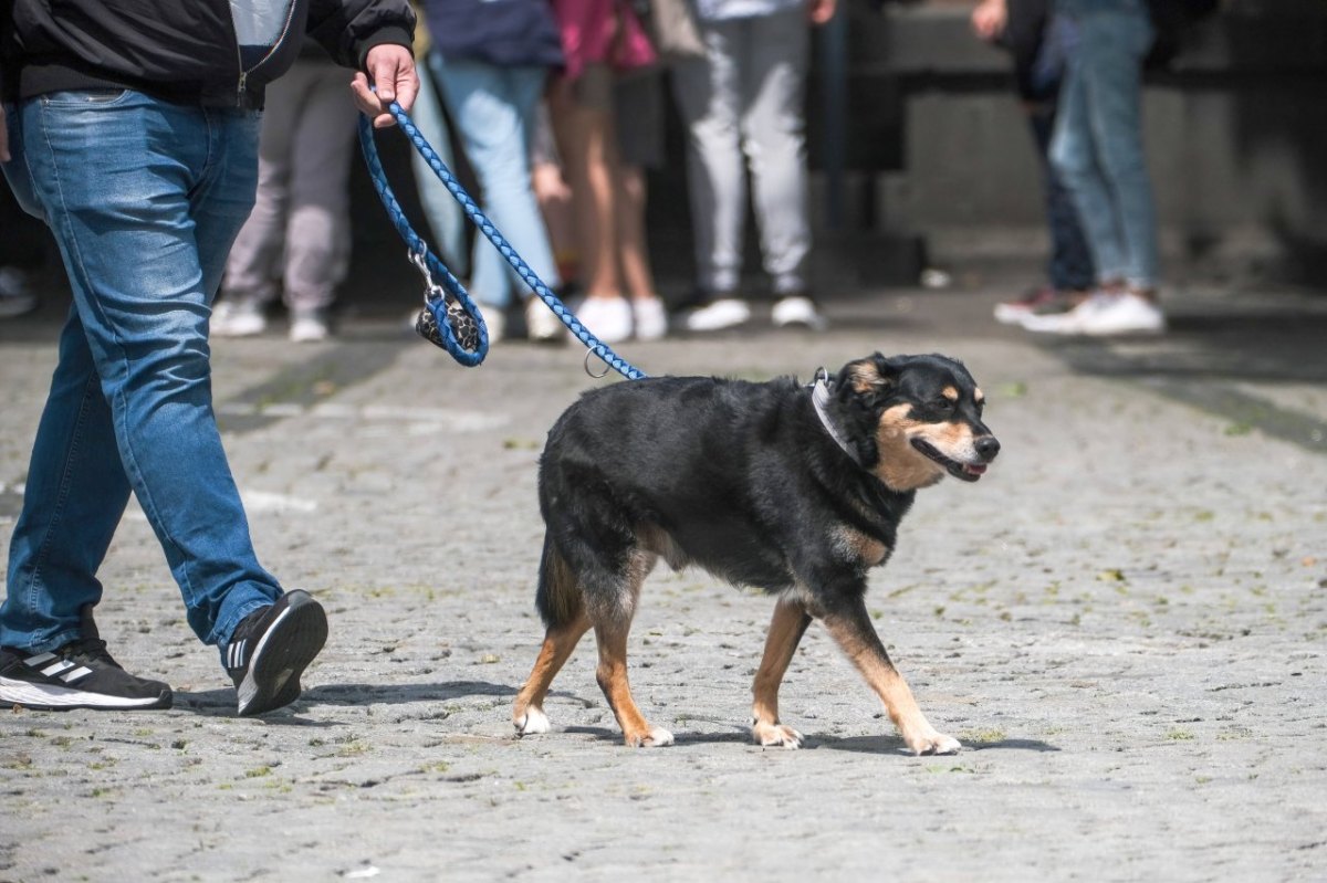 Hund-in-Gelsenkirchen.jpg