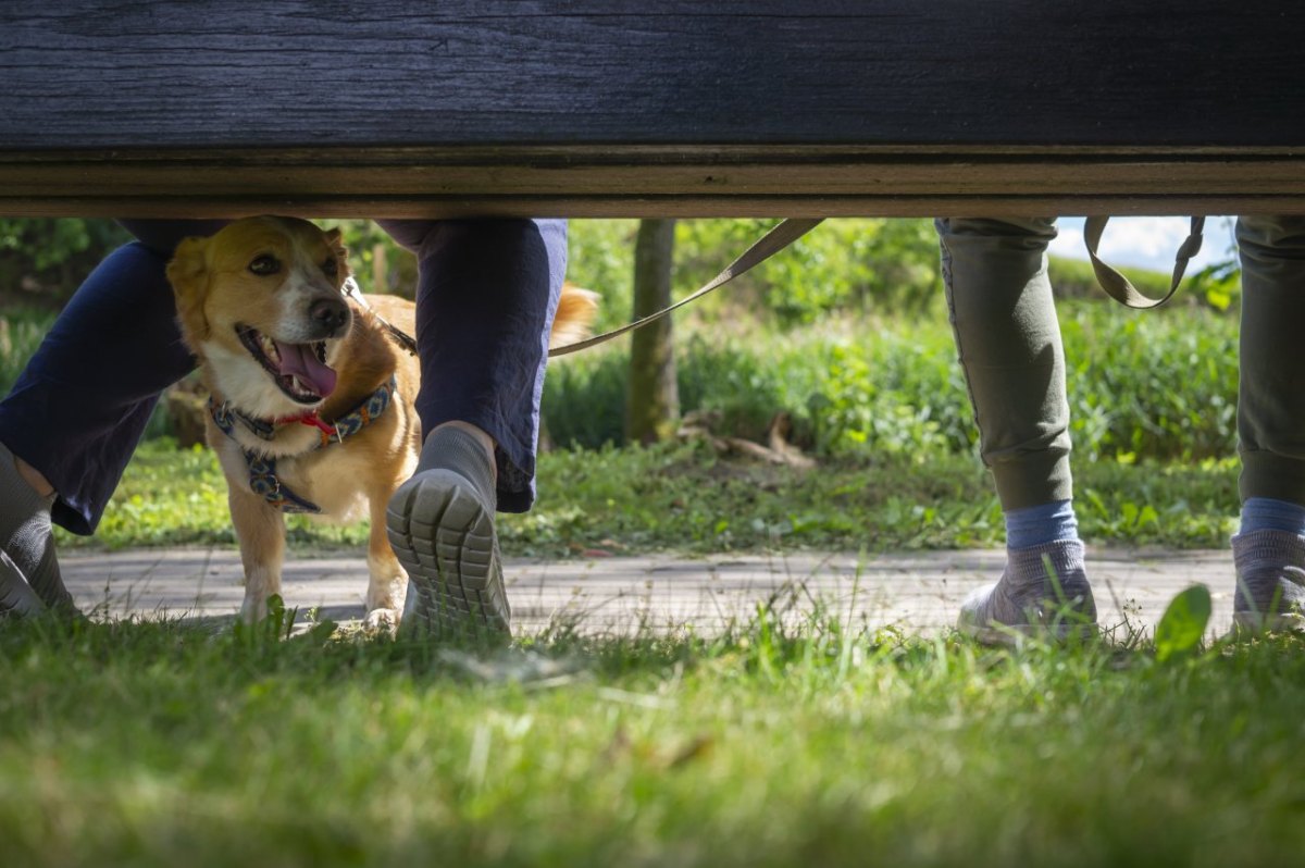 Hund in Gelsenkirchen.jpg