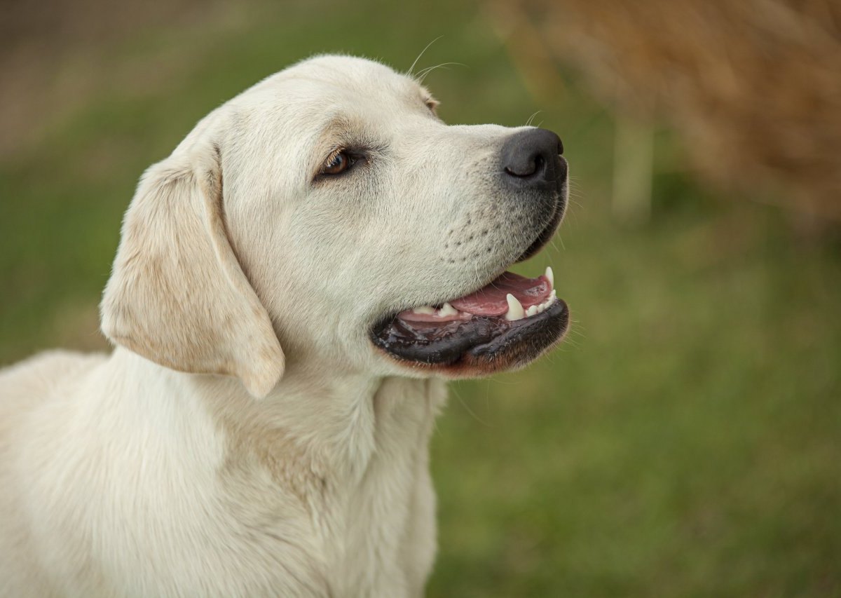 Hund in NRW.jpg