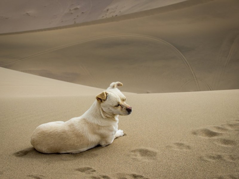 Hunde-Drama.jpg