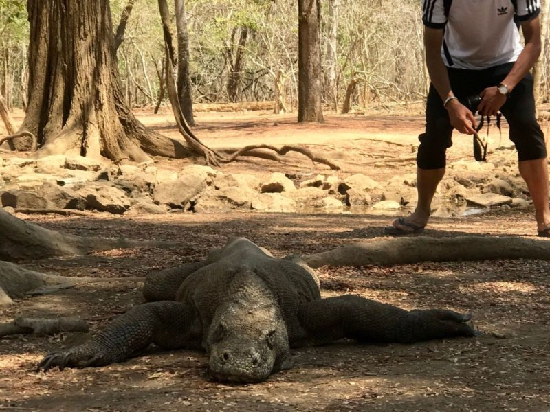 Komodowaran