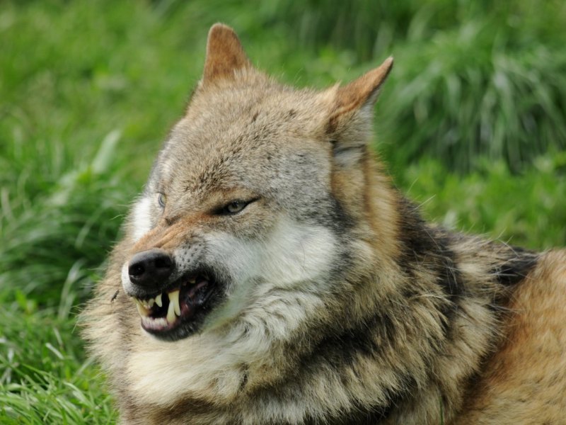 NRW-Wolf