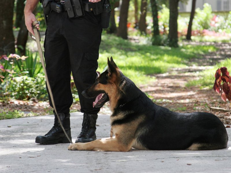 Polizist-joggt-hunde-tot-sterben.jpg