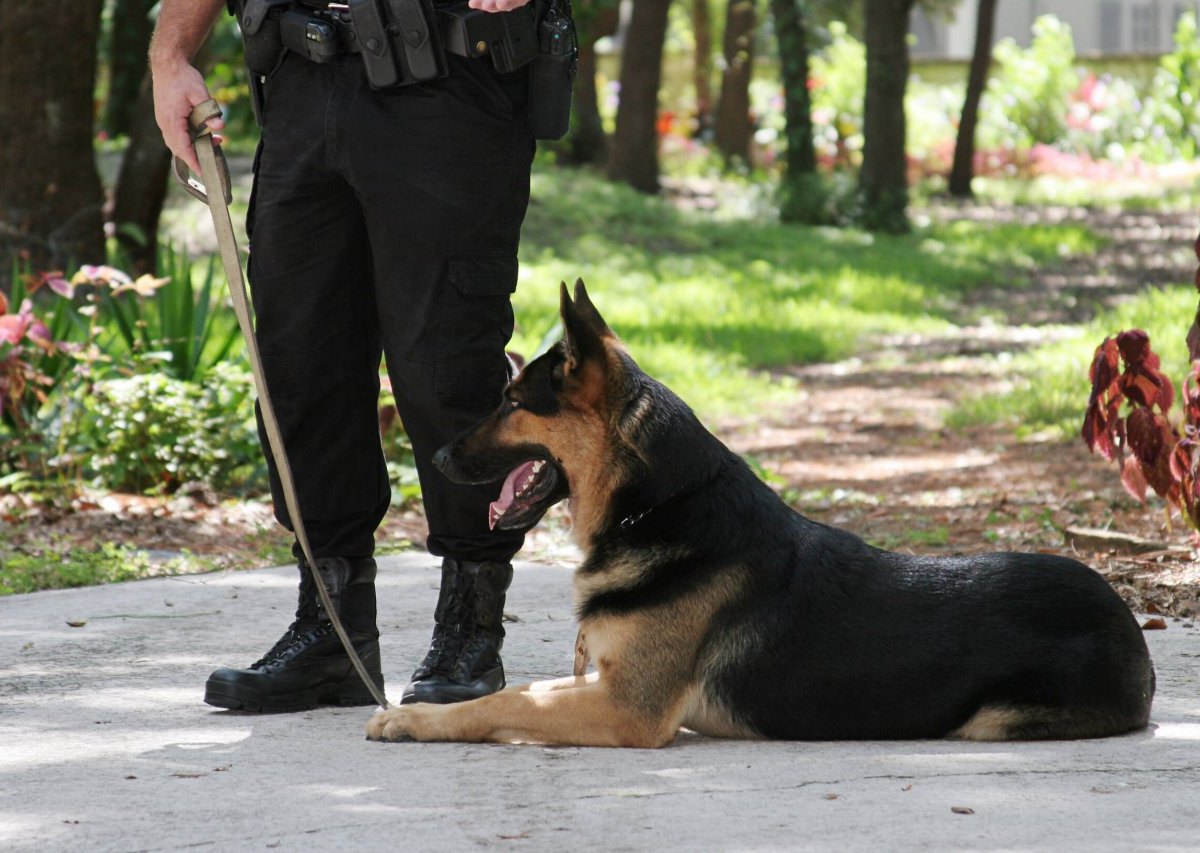 Polizist-joggt-hunde-tot-sterben.jpg