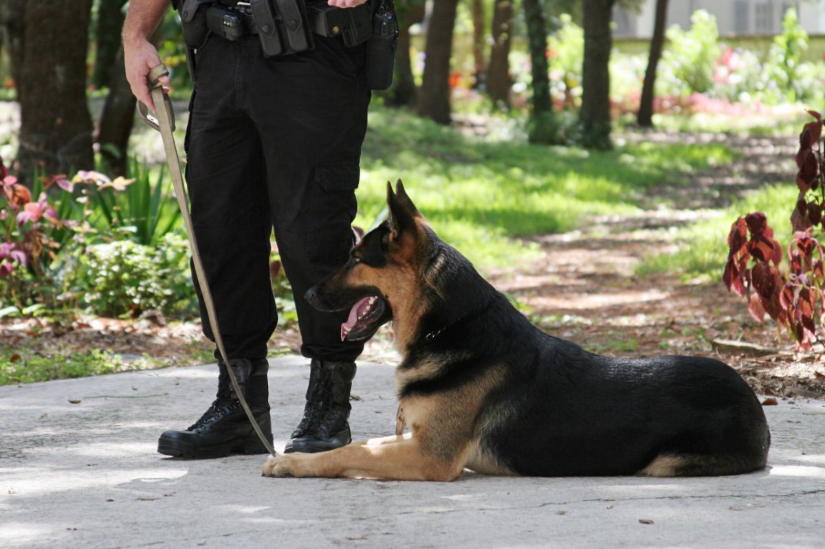 Polizist-joggt-hunde-tot-sterben.jpg