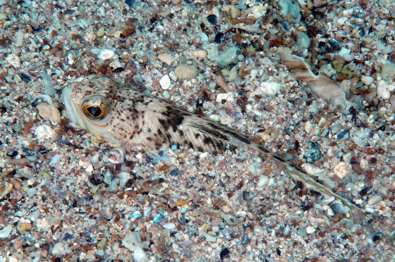 Urlaub an der Nordsee und Ostsee: Das Petermännchen ist perfekt an den Meeresboden angepasst. 