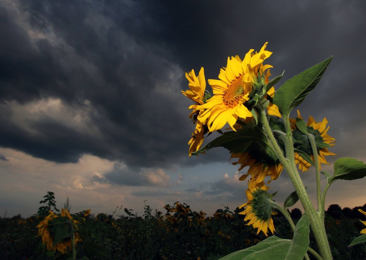 Wetter NRW.jpg