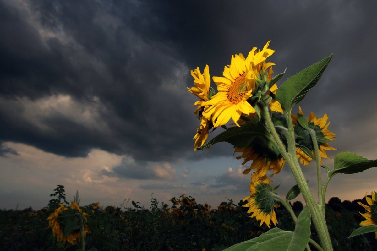 Wetter NRW.jpg