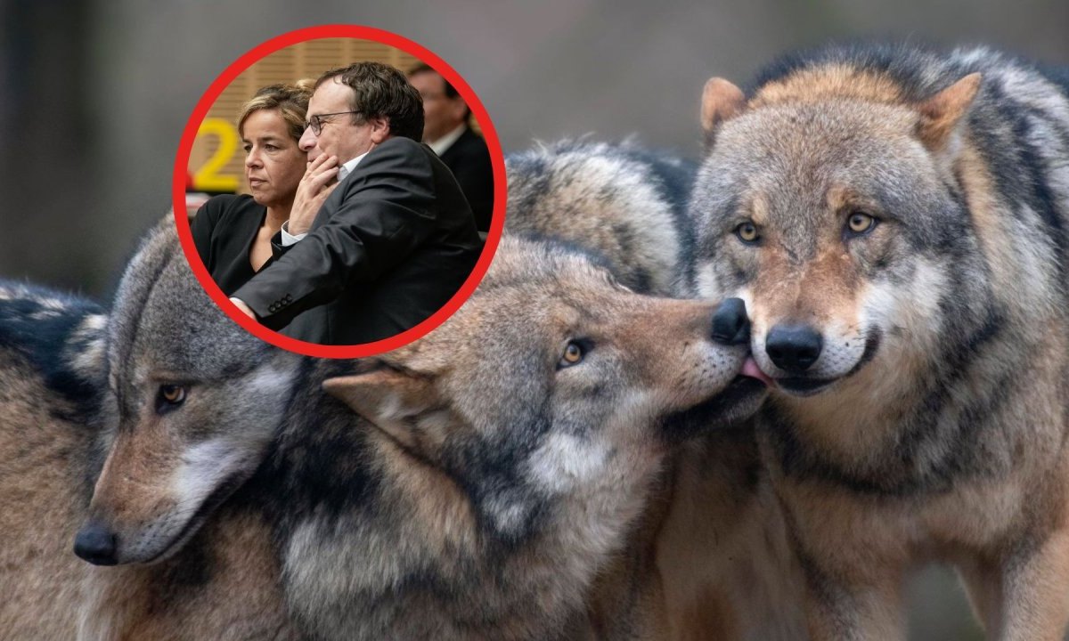 Wolf in NRW.jpg