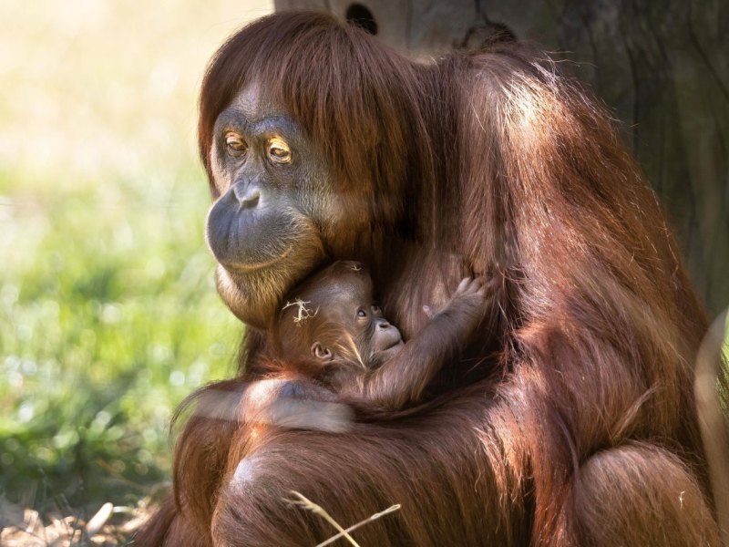 Zoo Dortmund.jpg