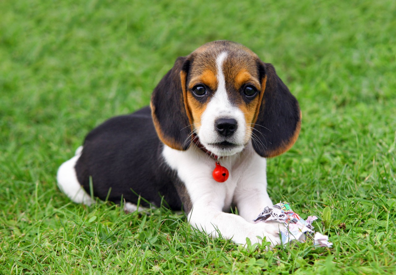 Ein Hund muss in Großbritannien gechippt sein. In Deutschland ist die Kennzeichnungspflicht von Bundesland zu Bundesland unterschiedlich.