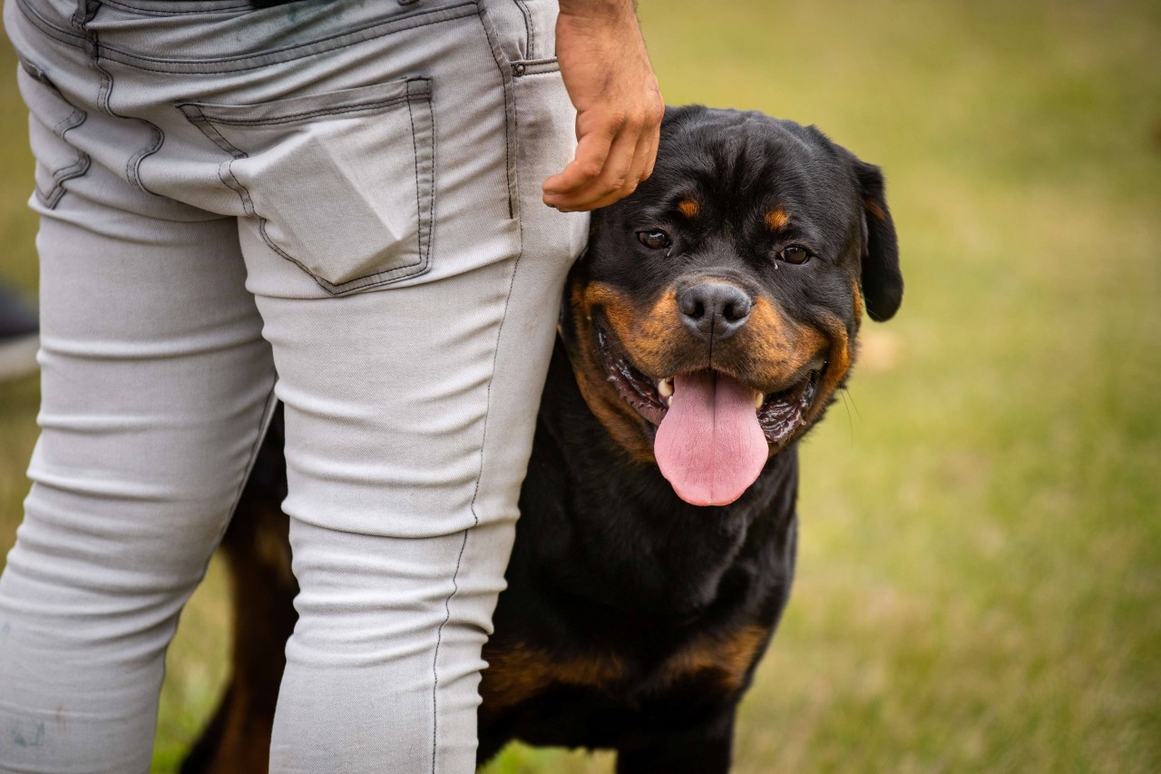 Nach ihrer Schreckenserfahrung mit einem Hund ist eine Siebenjährige nicht mehr sie selbst. (Symbolbild)