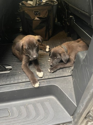 Die Polizei in Münster (NRW) musste sieben Hundewelpen retten.