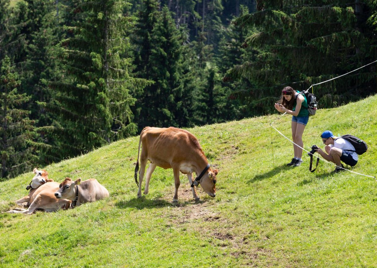 kuh-attacke-urlaub-österreich.jpg