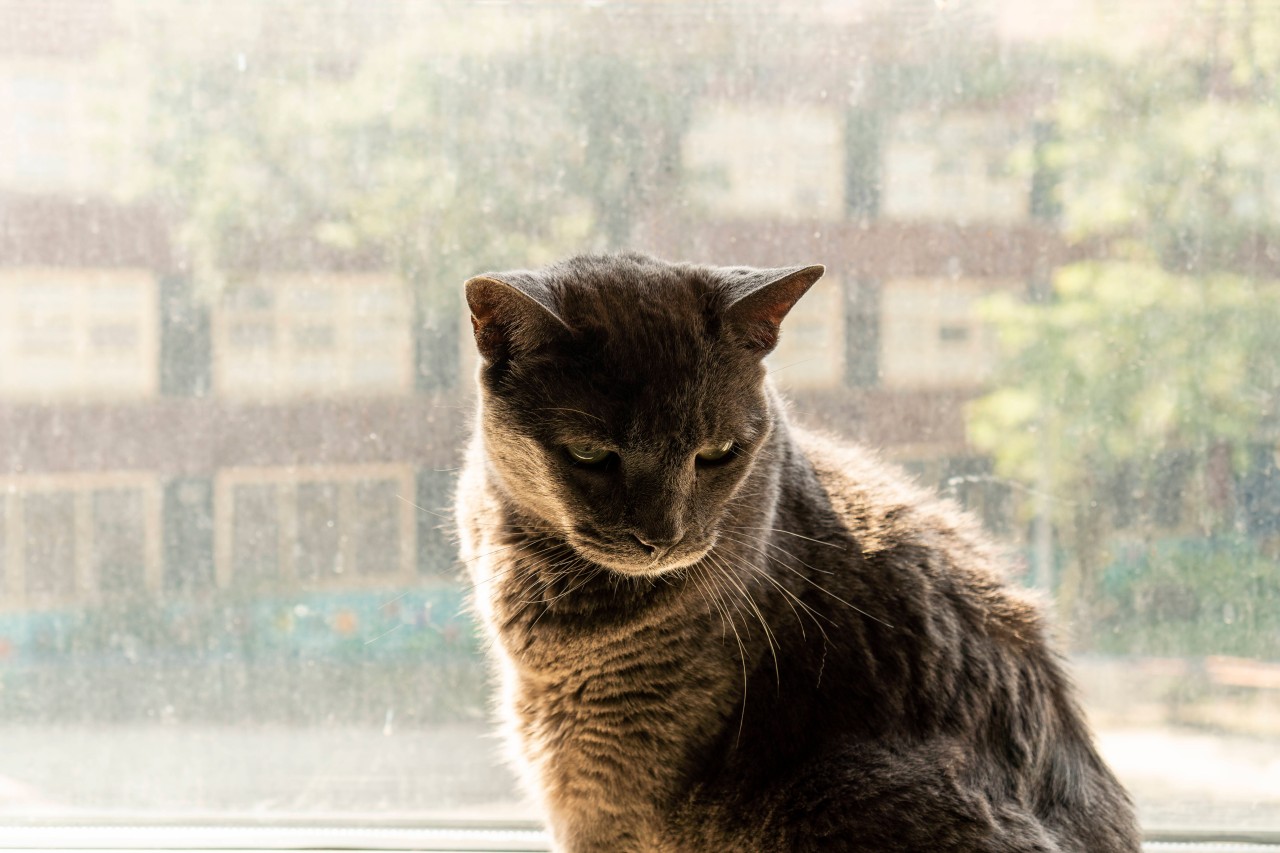 Weil sie einen schönen Urlaub in Frankreich verbringen wollte, ließ eine Frau ihre Katze eiskalt ohne Verpflegung allein in der Wohnung zurück. (Symbolbild)