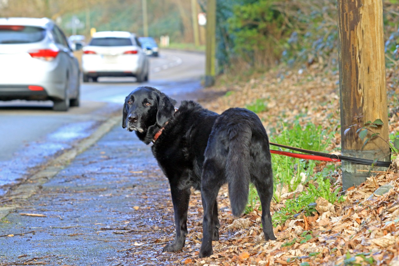 Hund eiskalt ausgesetzt. (Symbolbild)