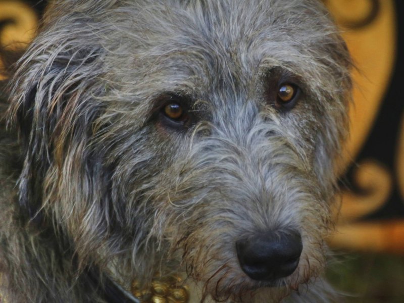 Hund in Duisburg