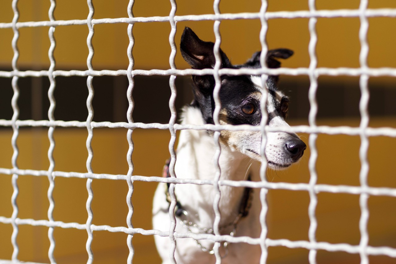 Ein Hund in NRW hat es nicht einfach. Wegen seiner Krankheit möchte ihn niemand haben. (Symbolbild) 