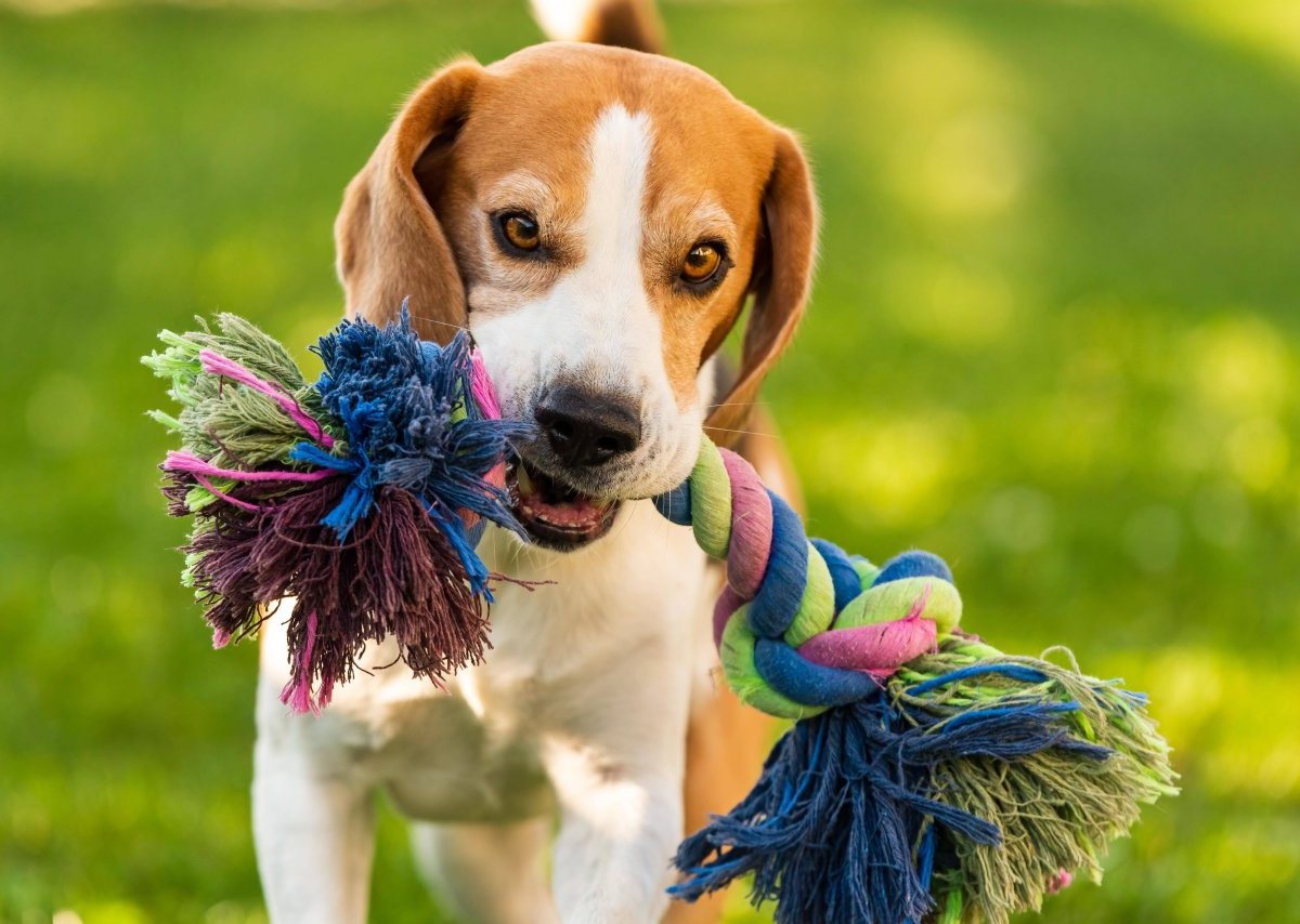 Hund-spielzeug.jpg