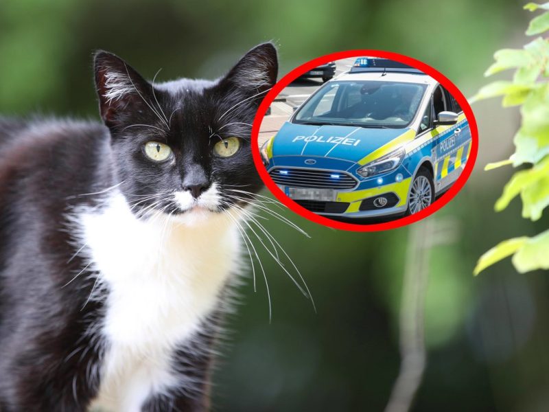 NRW: Katze von Polizei überfahren.