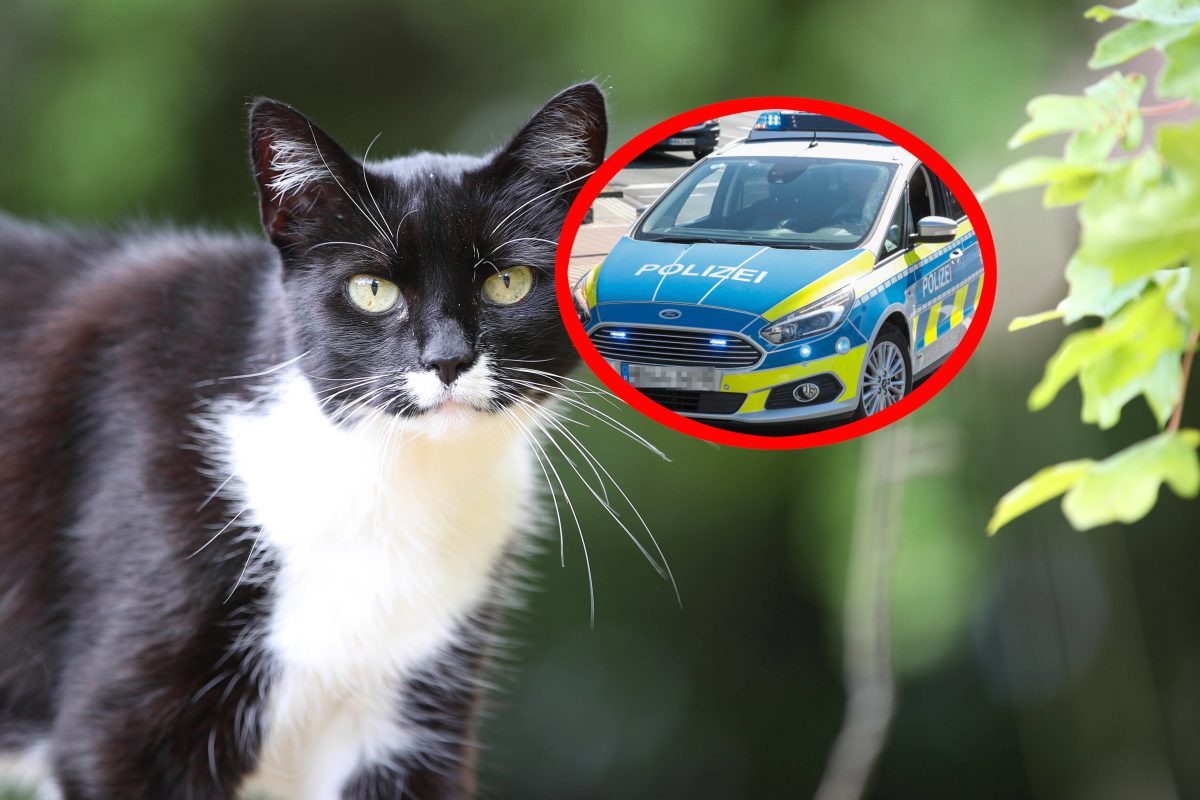 NRW: Katze von Polizei überfahren.