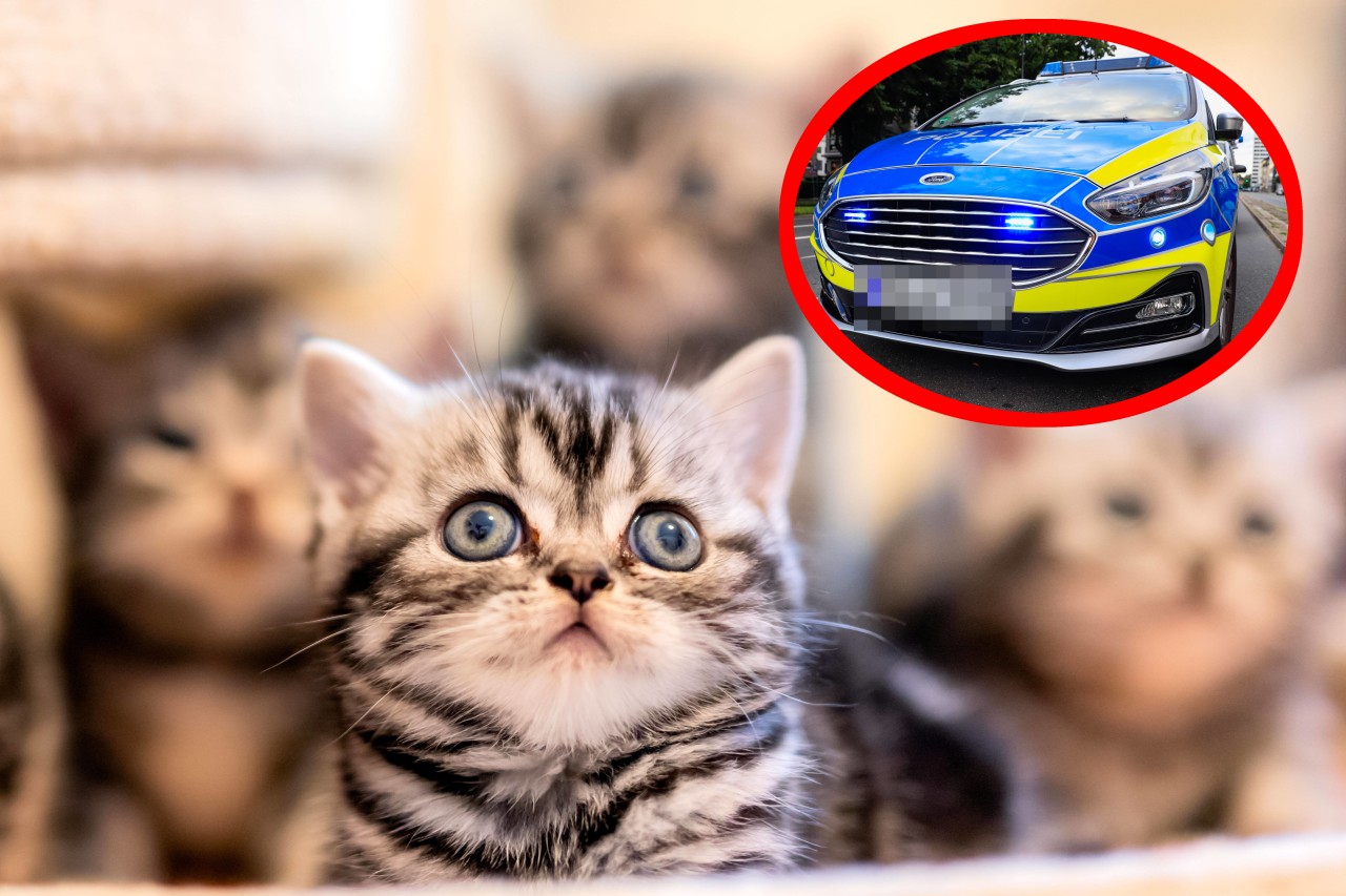 In NRW hat die Polizei eine Katze mit einem Streifenwagen überfahren. (Symbolbild)